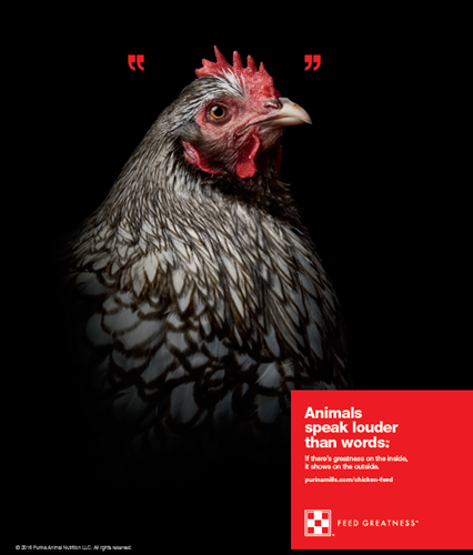 Hen In New Purina Ad Campaign