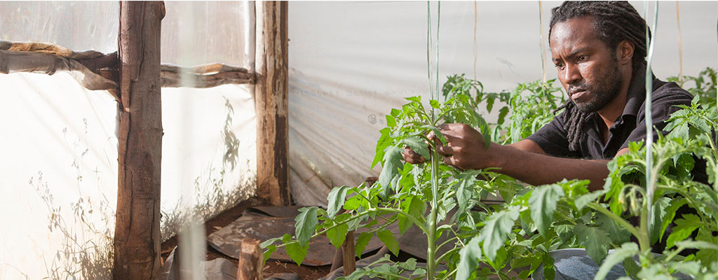 Victor Kipkorir Tending To A Tomato Plant In A Greenhouse