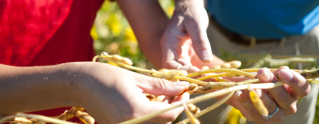 Hands holding harvested crops.