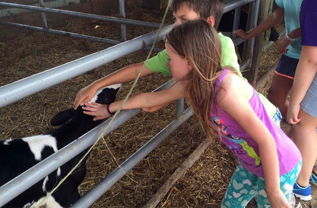 Two Children Petting A Dairy Cow At A Farm