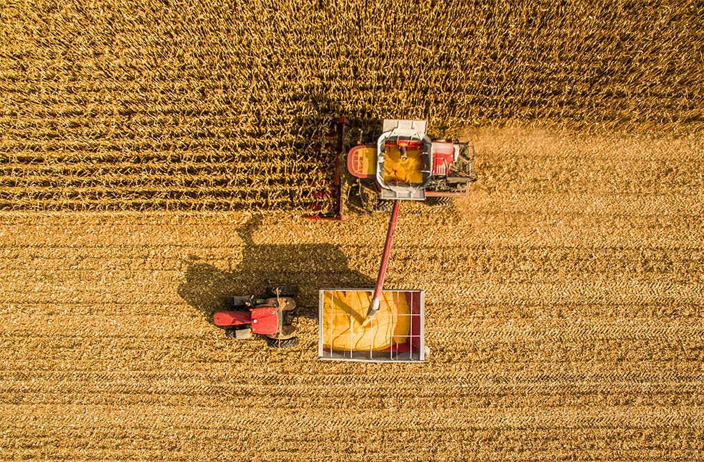 Aerial View Of Corn Harvest 