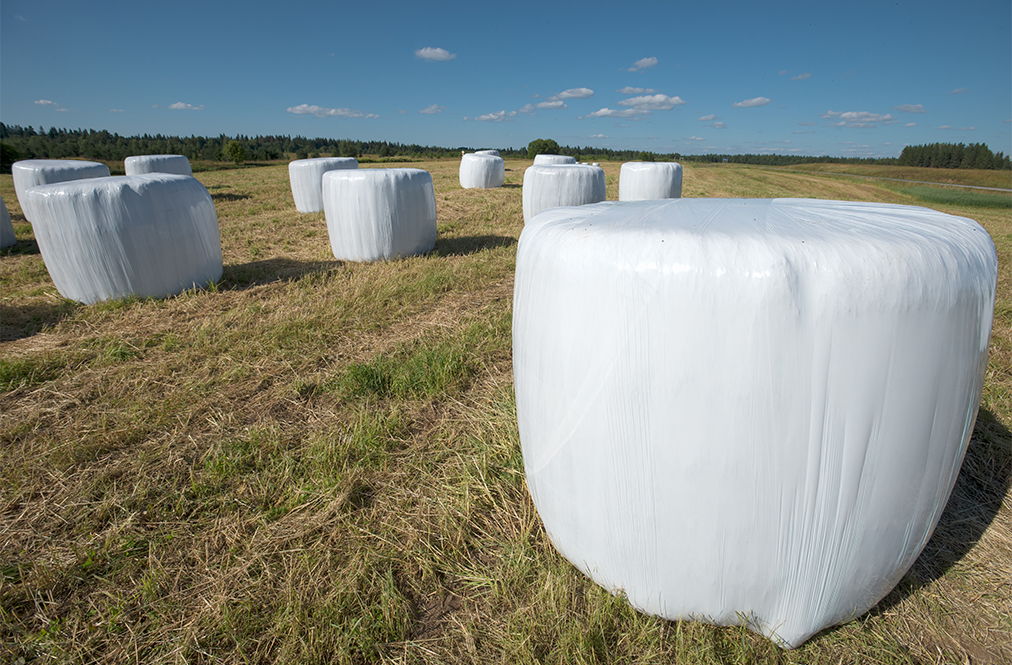 Hay Bales Wrapped In Plastic In A Field