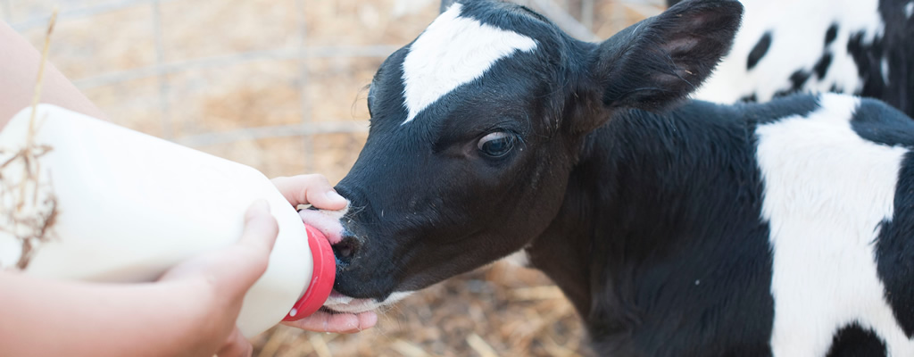 A calf feeding from a bottle.