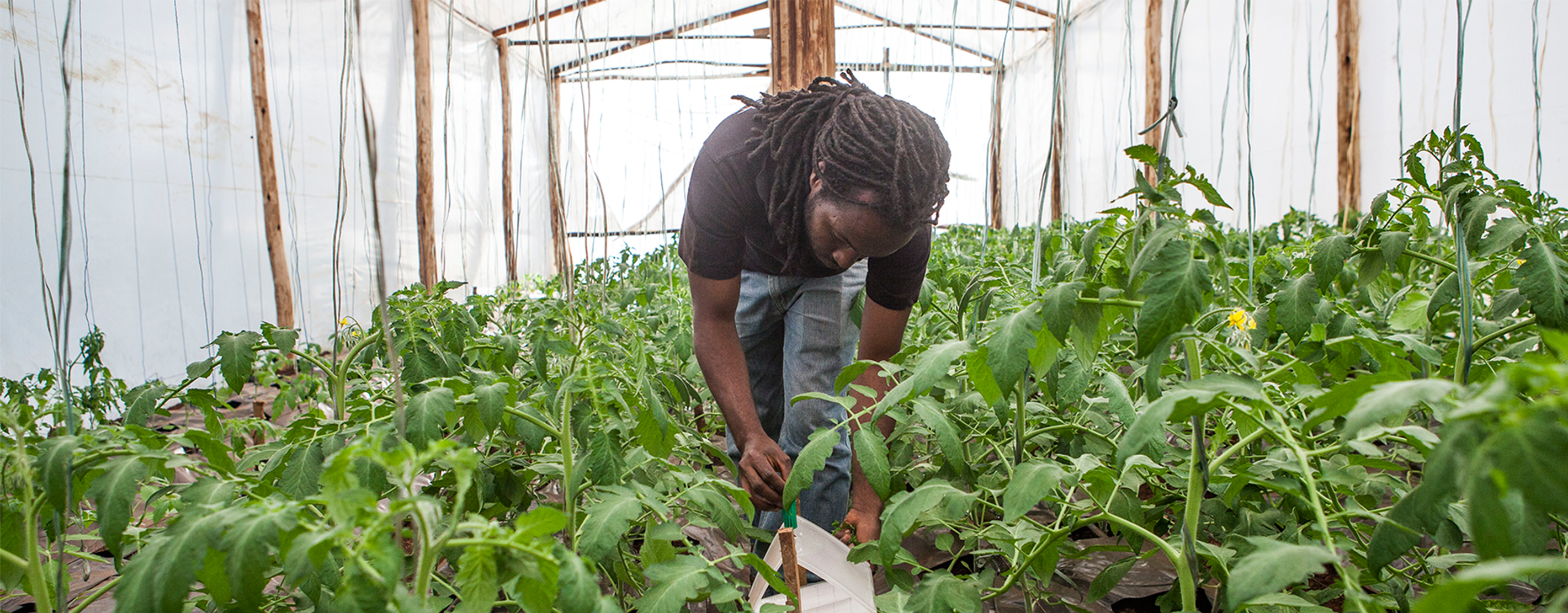 Victor Kipkorir Tending To Tomato Plants In Kenya