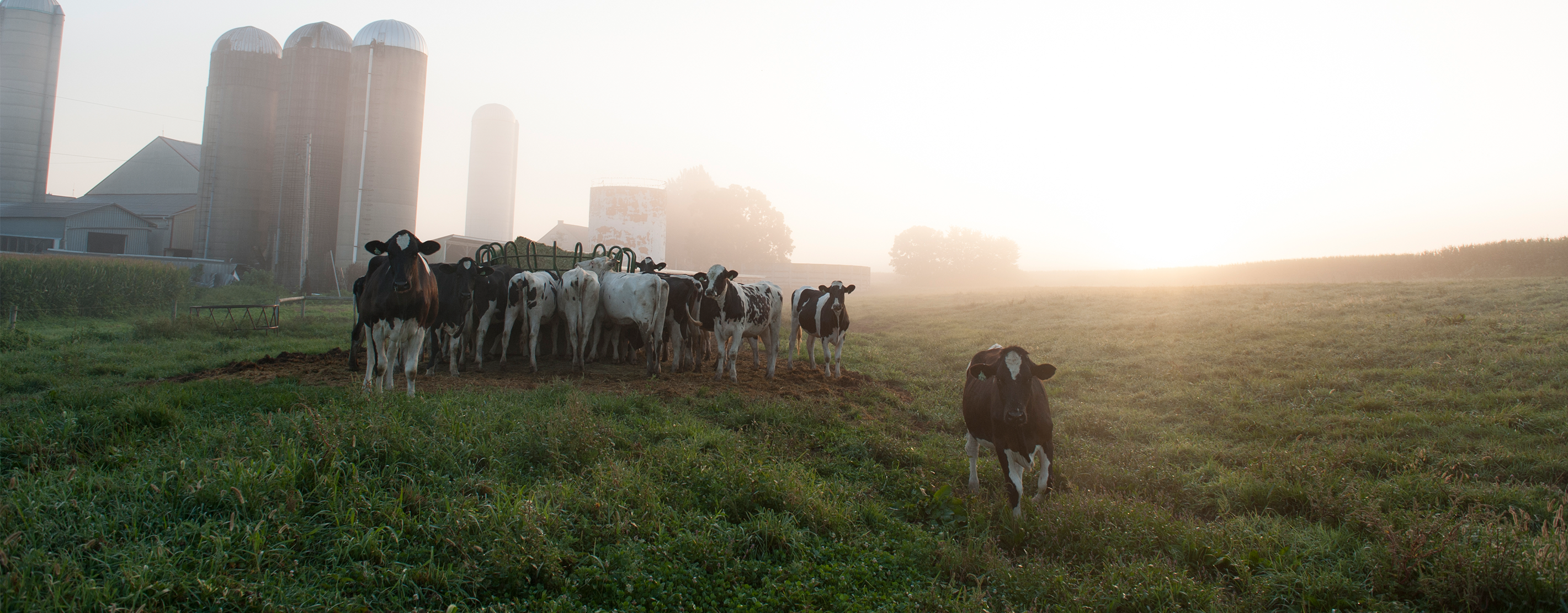 Dairy Cows Feeding At Dawn In A Pasture