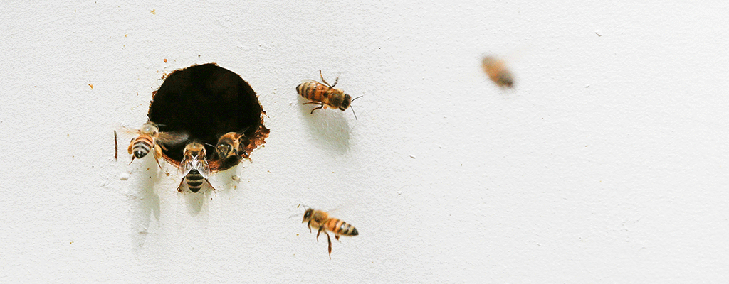 Bees Flying Around Box