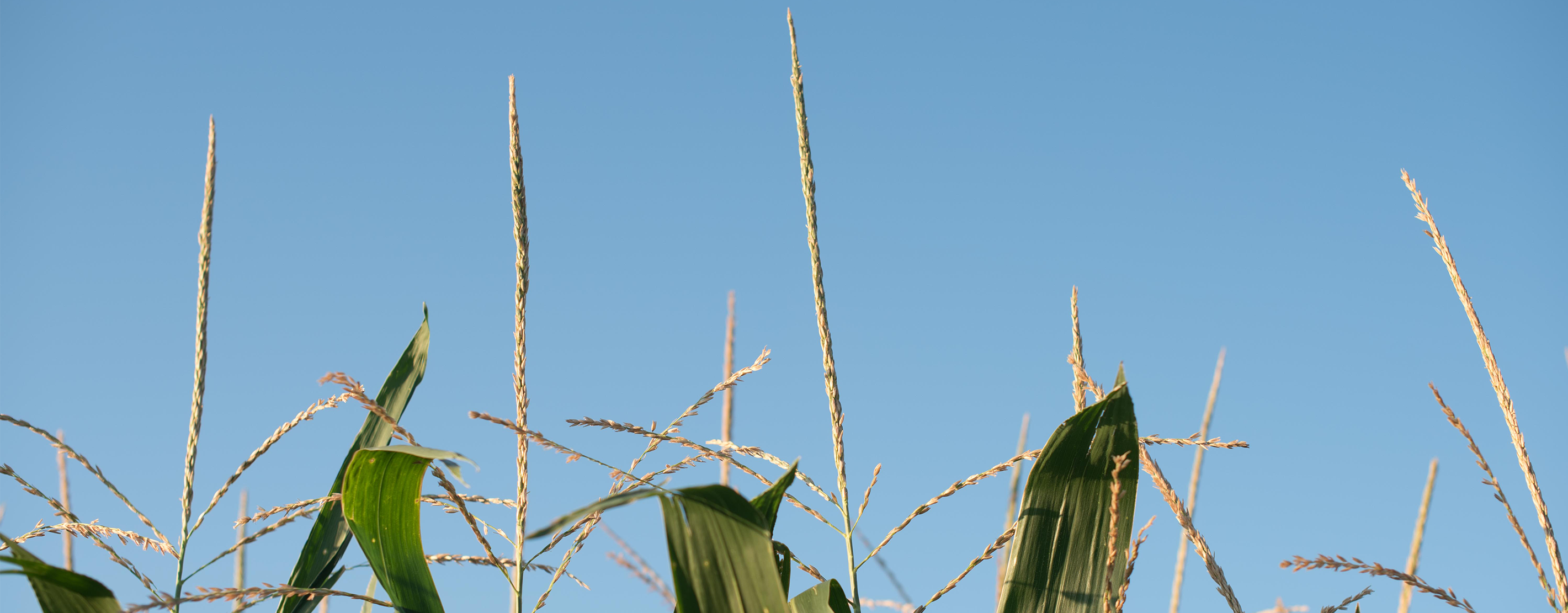 The Tops Of Corn Stalks In A SUSTAIN Field