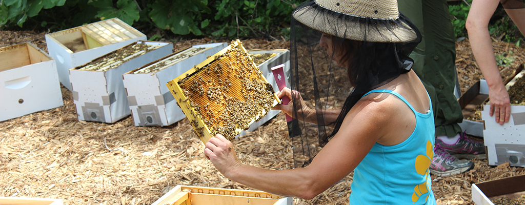 Rebecca Masterman Installs A Honey Bee Colony