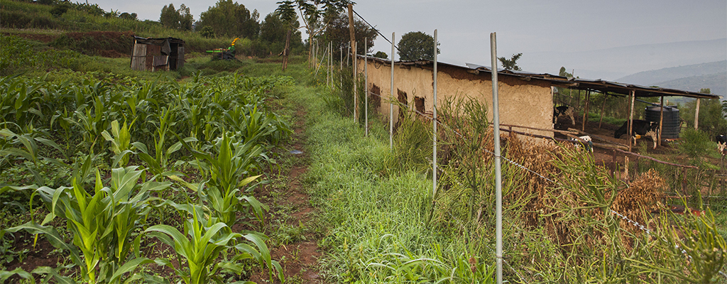 Rwandan Rural Home Next To A Maize Field.