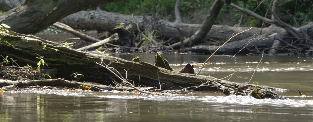 A Creek With A Tree Branch In It In The Sunlight