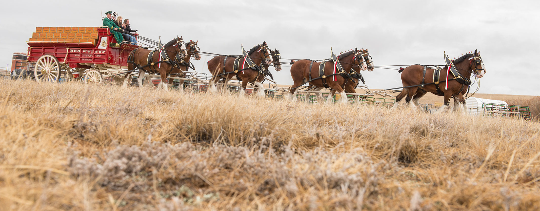 Clydesdale Horses Pulling A Wagon Across A Field