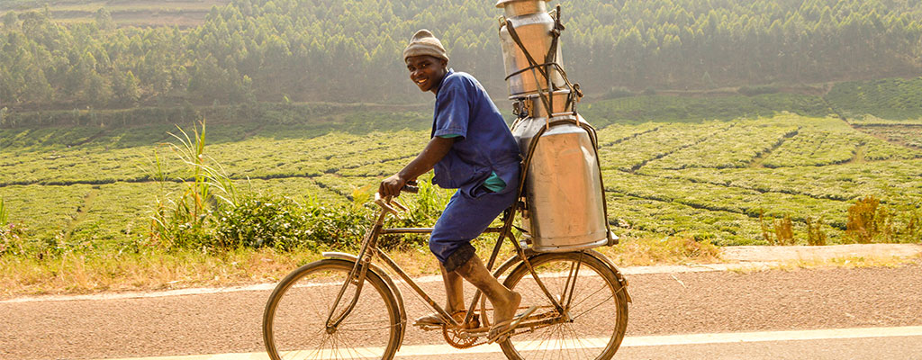 Man In Rwanda Transporting Milk On A Bicycle